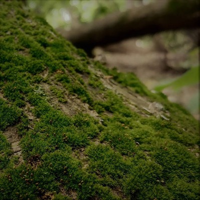 Oldforest