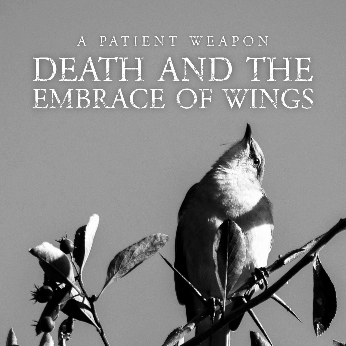 Death and the Embrace of Wings